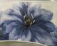 LILY BLUE BORDER ADHESIVE